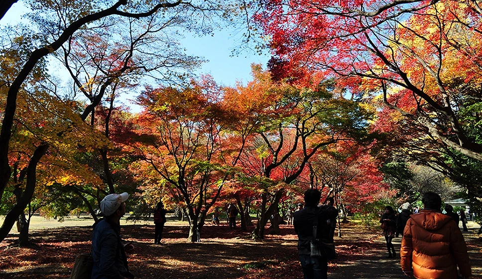 秋天的楓葉與黃澄澄的銀杏交織而成的美景