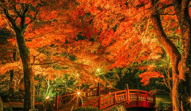 紅葉在夜間點燈下更顯的壯麗