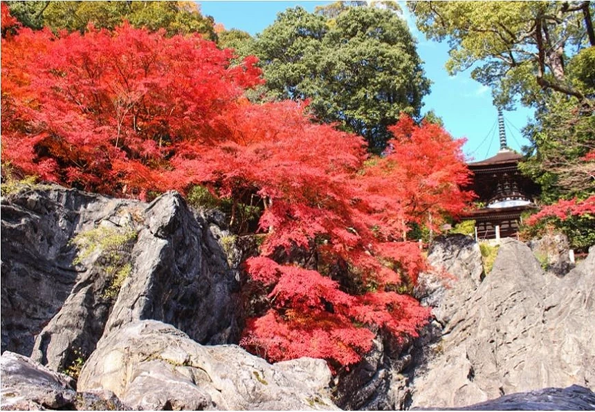 鮮紅楓葉覆蓋岩壁周圍,高處可見石山寺