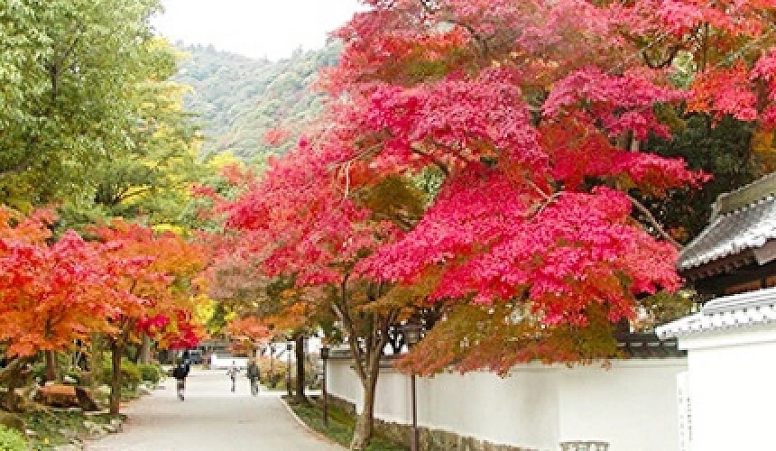 山口紅葉景點岩國紅葉谷公園
