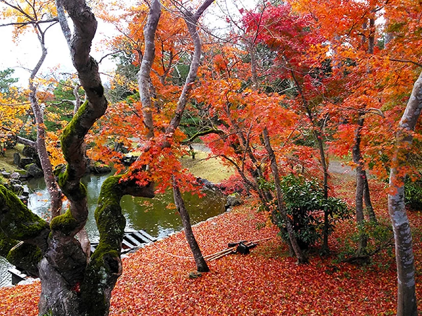 地面覆滿鮮紅落葉,楓樹林間可見池塘