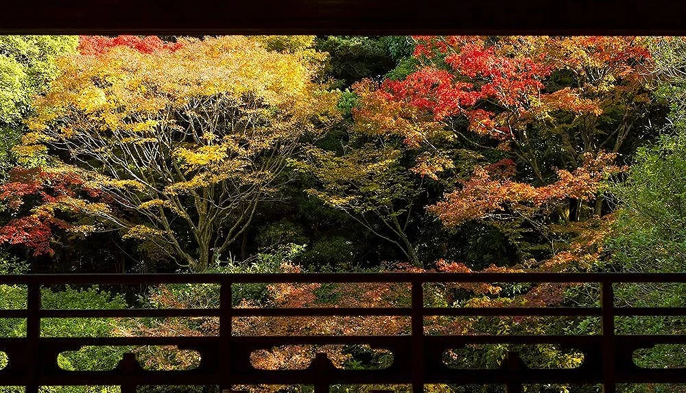 友泉亭公園的楓葉