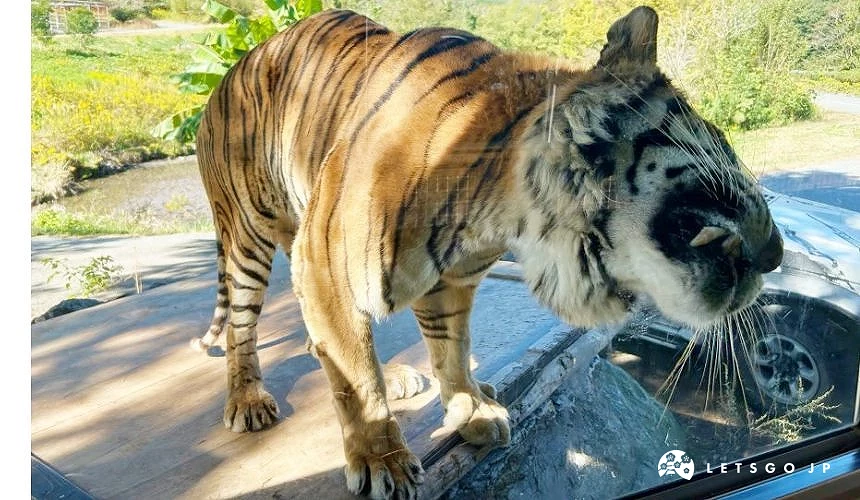 搭乘飼料餵食巴士能以超近距離看到老虎吃飯的樣子