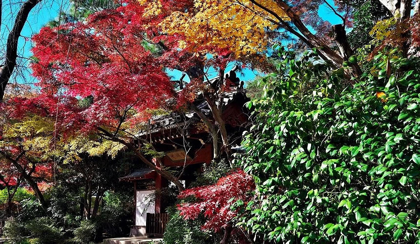 紅黃交織的楓葉樹林中隱現傳統日式建築屋簷