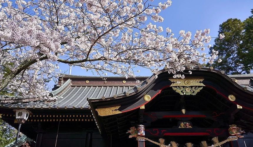 櫻花盛開映襯著神社屋簷與華麗裝飾
