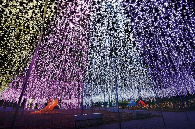 被光與香氣包圍的夢幻盛宴：2025～2026足利花卉公園「光之花園 」冬季登場！
