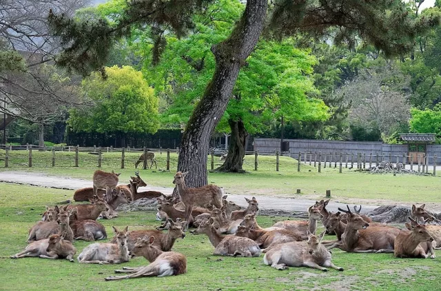 奈良公園攻略：交通方式、鹿仙貝餵法、制霸東大寺春日大社的一日遊路線