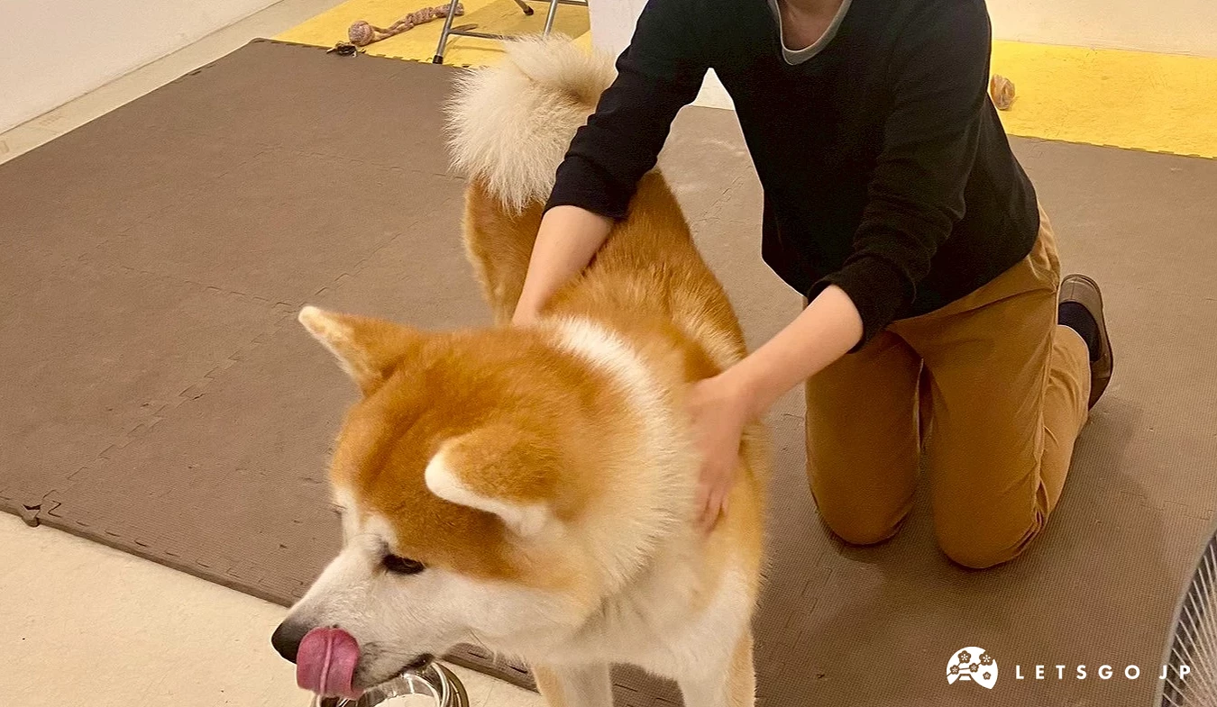 一位女性遊客彎下腰撫摸咖啡廳裡的一隻秋田犬。
