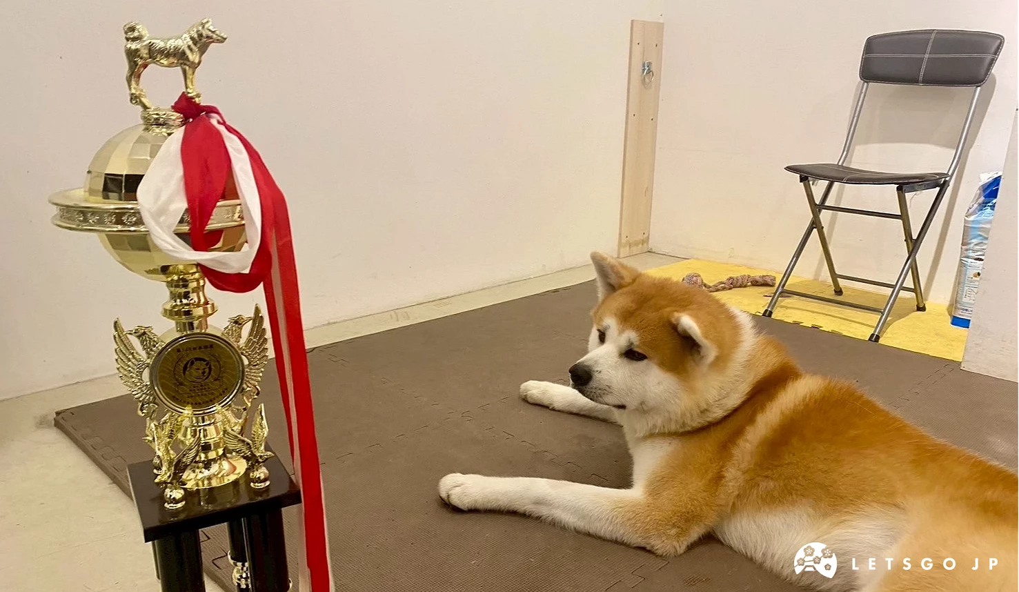 一隻橙白相間的秋田犬臥在室內地板上與獎盃