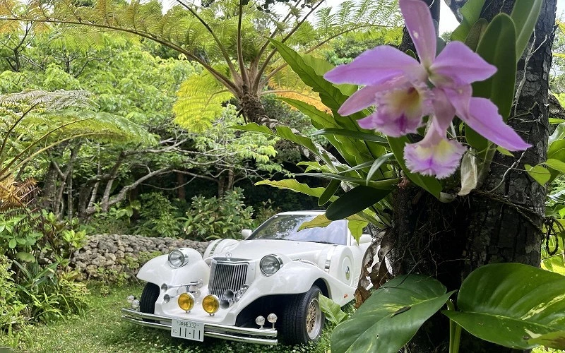 白色老式汽車停在綠色樹林中,前景有盛開的紫色蘭花