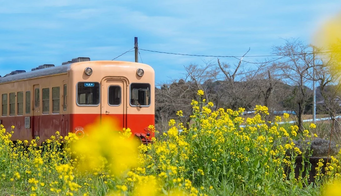 盛開油菜花田旁駛過的紅米色列車,映襯藍天春日景致