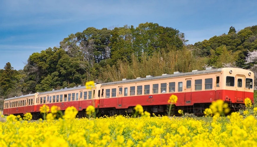 復古列車行駛過金黃色油菜花田
