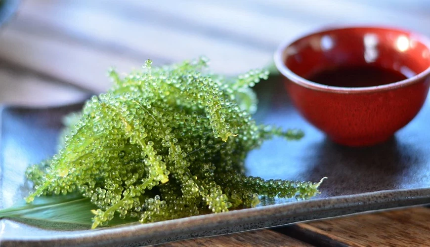 沖繩特產「海葡萄」
