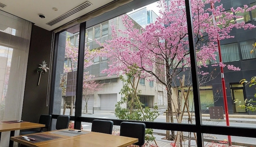 餐廳的落地窗外有櫻花樹