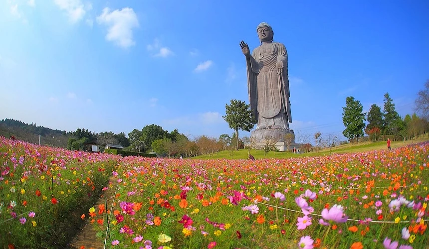 庭園中滿開的波斯菊