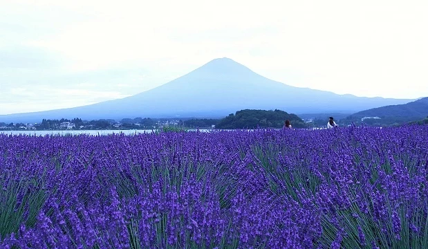 河口湖畔的薰衣草花海與富士山