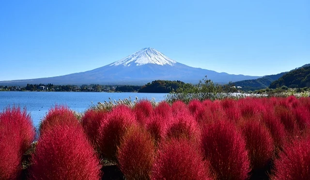大片紅色掃帚草與逐漸轉色的大樹,背景可見富士山與藍天
