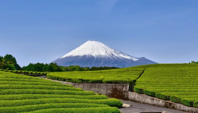 靜岡景點、交通、行程與住宿懶人包：富士山、伊豆半島、熱海溫泉都必去