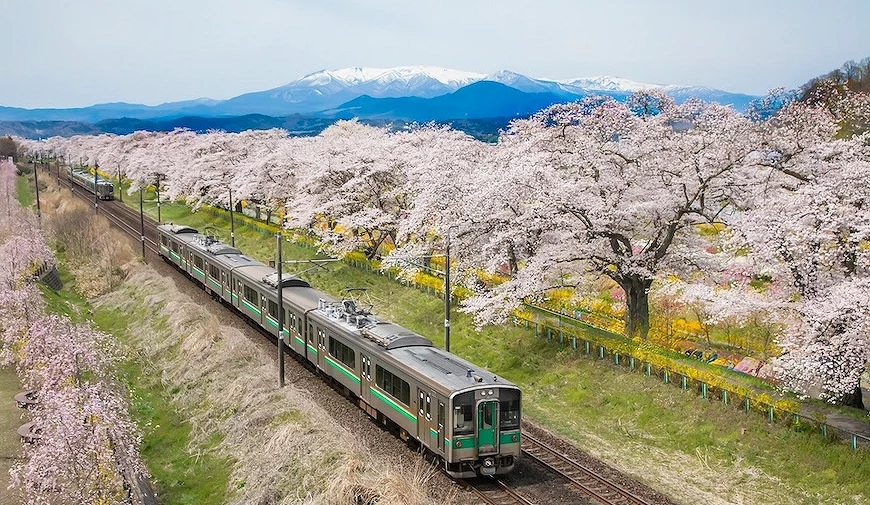 貨物列車與千本櫻