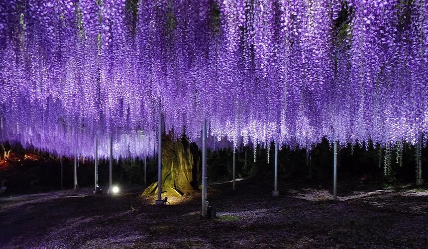 足利花卉公園的紫藤花紫色隧道,夜晚打燈