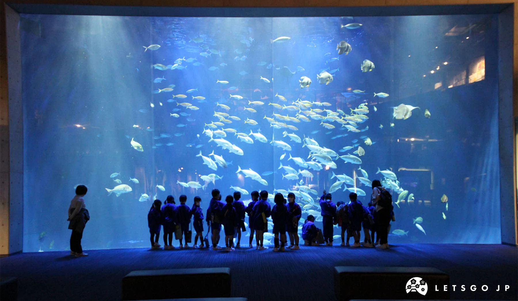 「四國水族館」的大面積水族箱,其中有各式各樣的魚類和魟魚悠游著