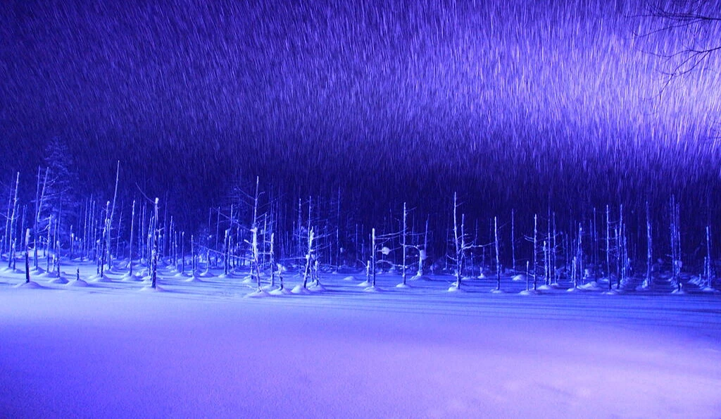 夜晚積雪的湖面與枯木打上了靛藍色燈光