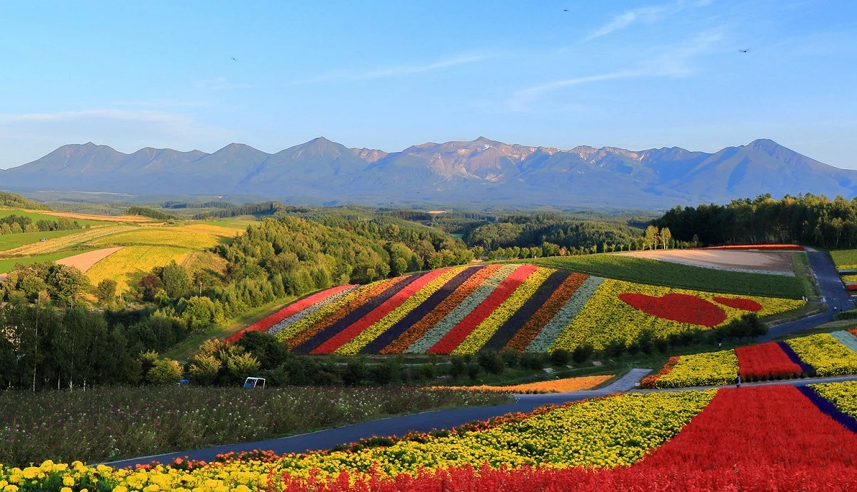 北海道美瑛原野景象,有五顏六色的花田