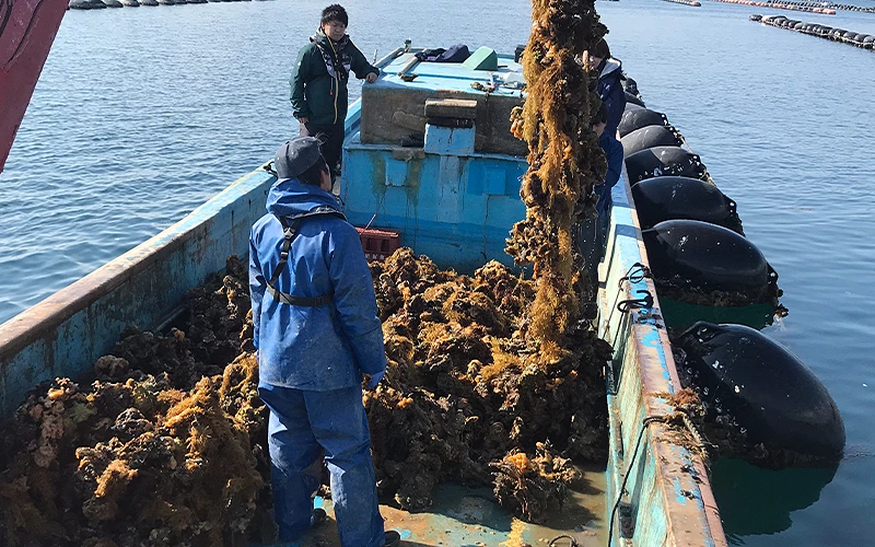 海上的藍色漁船，船員正在收漁網
