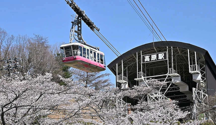 櫻花盛開時的別府纜車