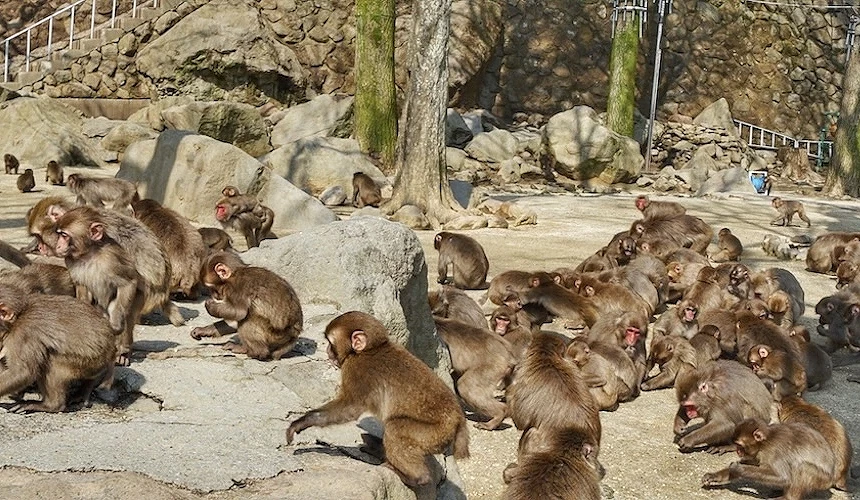 高崎山自然動物園的猴子群