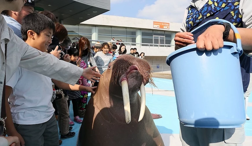 大分海洋宮殿水族館「海之卵」海象餵食秀