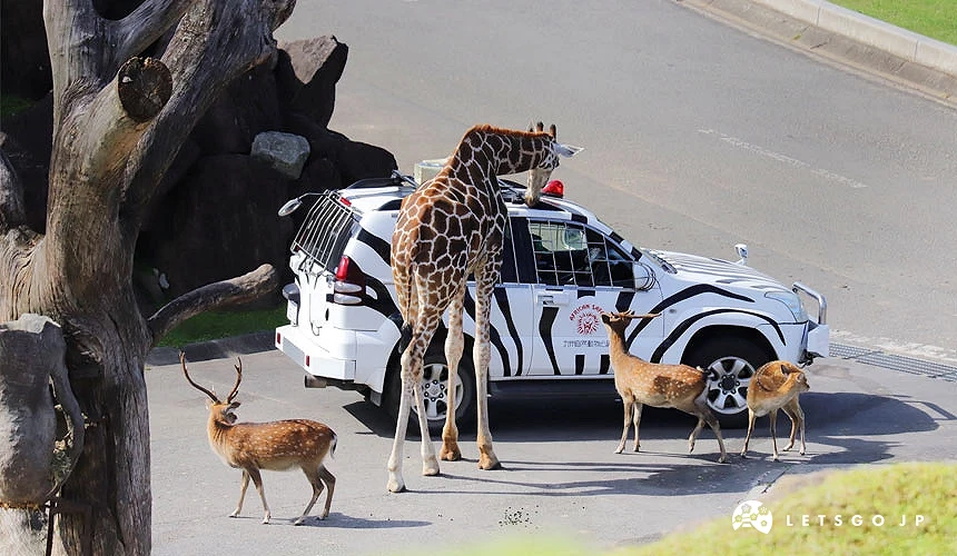 野生動物區內有斑馬巡警車保護遊客安全,自駕更能以不同視野近距離感受野生動物帶來的震撼