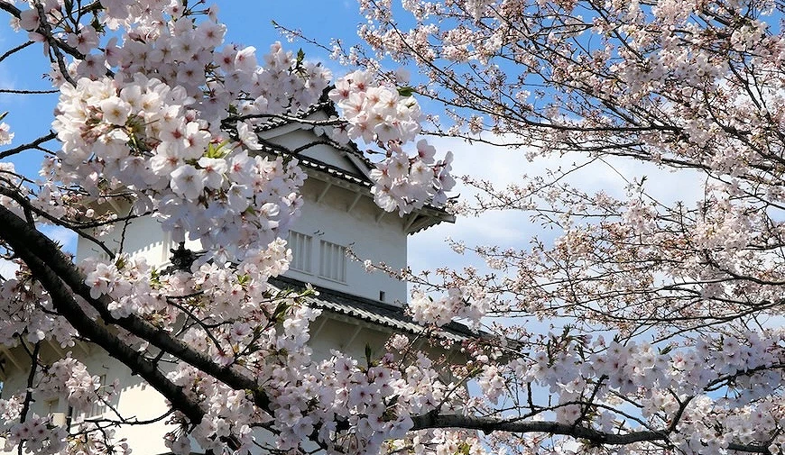 府内城址與櫻花