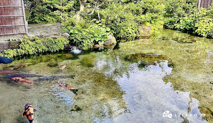 湧泉水池水質極度清澈乾淨,色彩鮮豔的錦鯉在水中漫游攝影:Angie