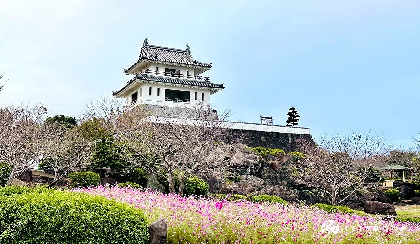 波斯菊盛開的竹崎城址展望台公園攝影:Angie