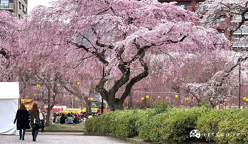 盛開的、垂下的櫻花樹