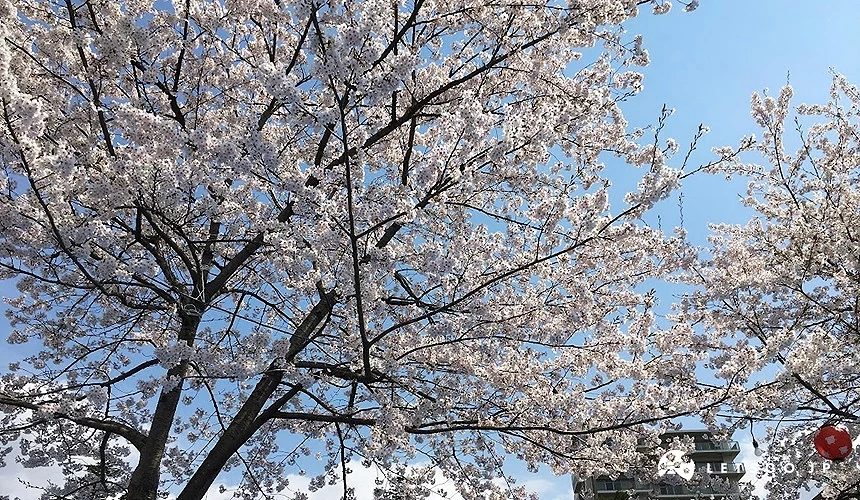 仙台西公園內盛開的櫻花