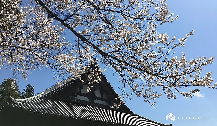 仙台陸奧國分寺藥師堂的屋頂和櫻花