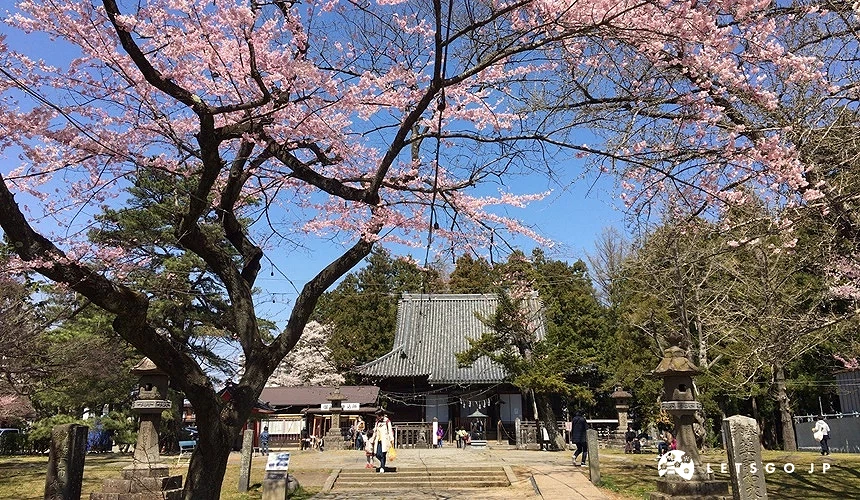 仙台陸奧國分寺藥師堂本殿和櫻花