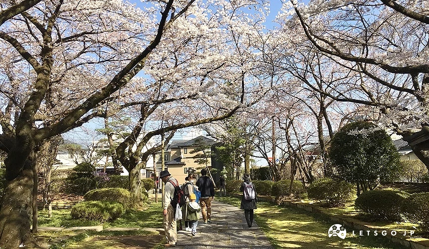 松音寺內道路與兩旁白色的櫻花樹