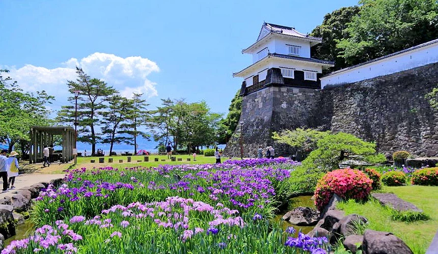 紫色花菖蒲盛開的大森公園(玖島城遺跡)提供:長崎県観光連盟