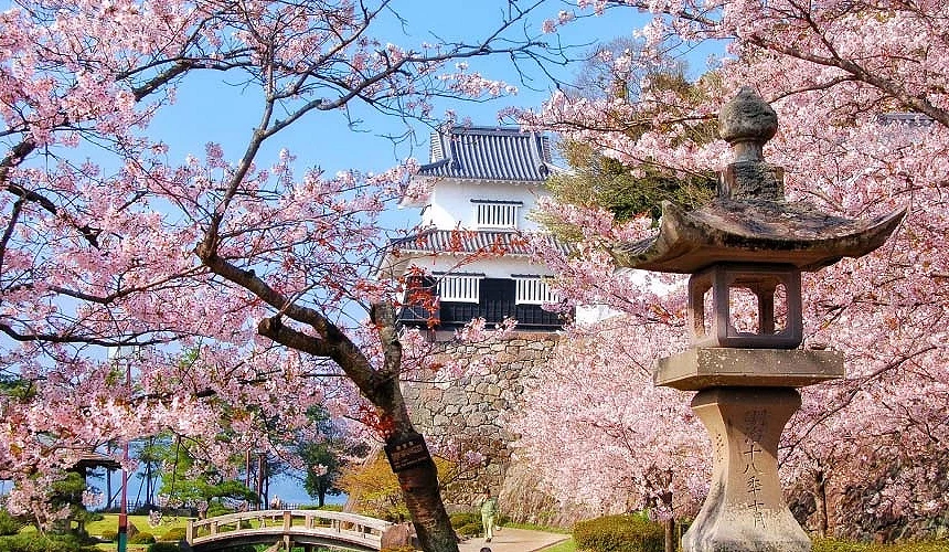 大村公園櫻花盛開,襯著玖島城遺跡提供:長崎県観光連盟