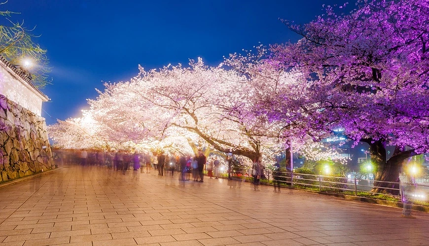 舞鶴公園福岡城跡護城河旁的夜間櫻花點燈