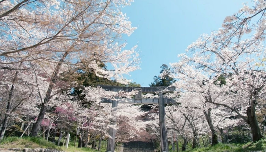 簇擁竈門神社參道鳥居與參道的櫻花隧道