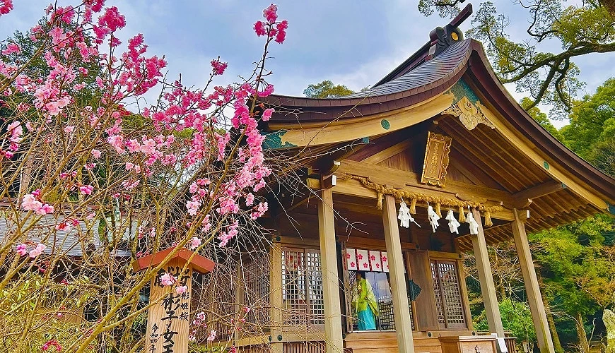 竈門神社社殿與櫻花