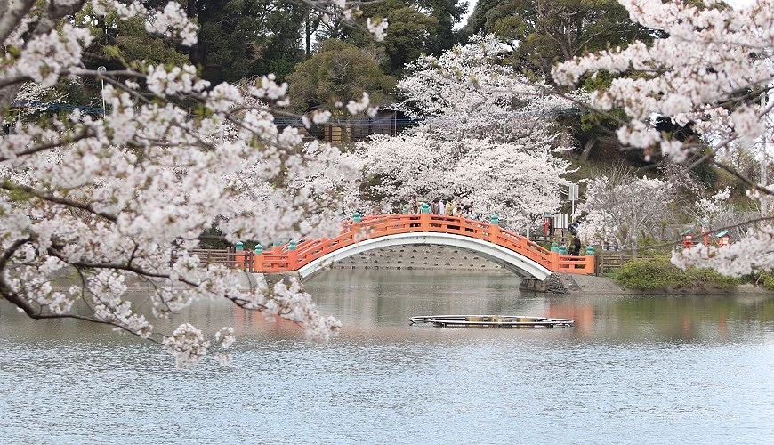 垣生公園的紅色拱橋與櫻花倒影