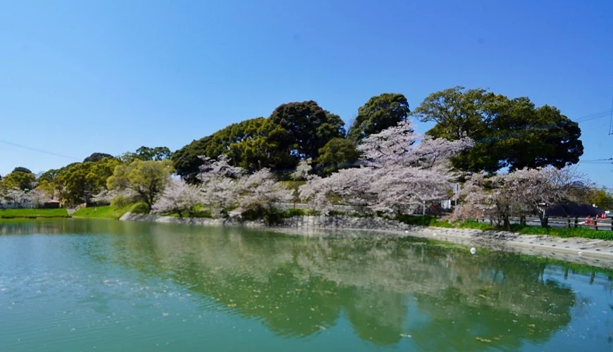 垣生公園的湖畔櫻花與倒影