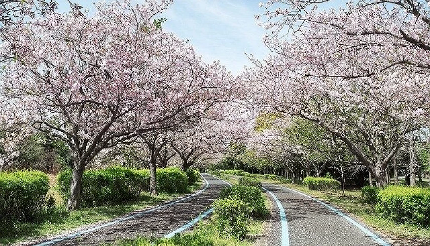 海之中道海濱公園的櫻花腳踏車道