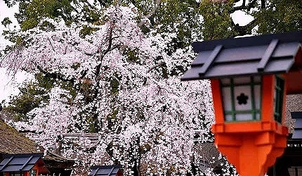 紅色夜燈與粉色櫻花互為相映