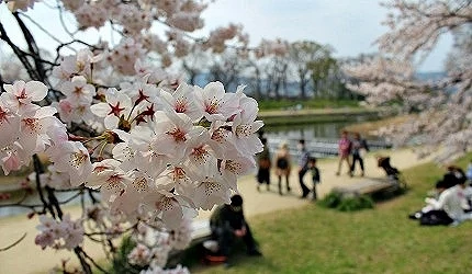前景是盛開的櫻花,背景有著許多遊客坐在草地上賞櫻